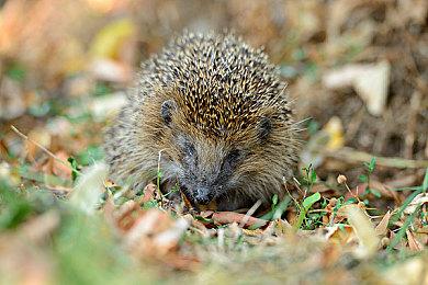 《Zoomies! Cat Racing》试玩发布 猫咪竞速新游